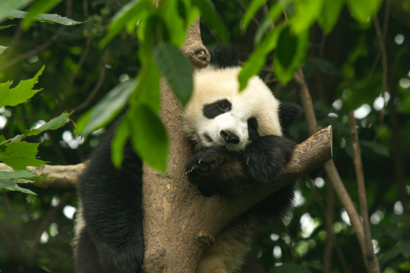 Jeune panda dans un arbre