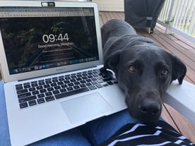 Remote work with Dog