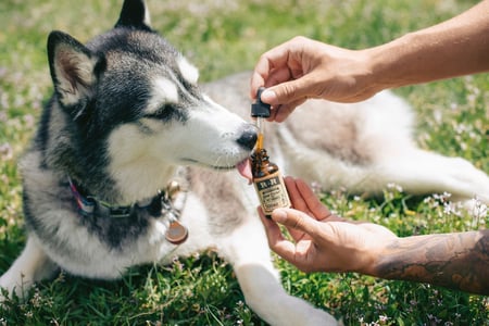 CBD for pets 