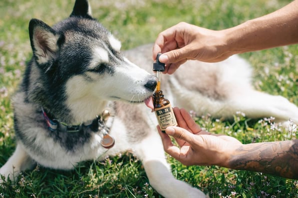 CBD for pets