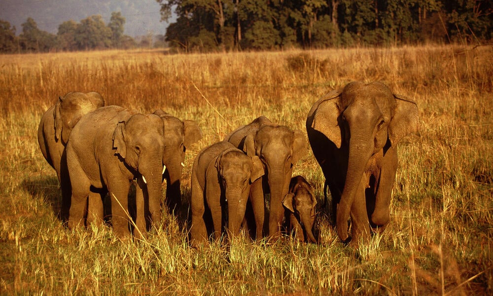 elephants wwf