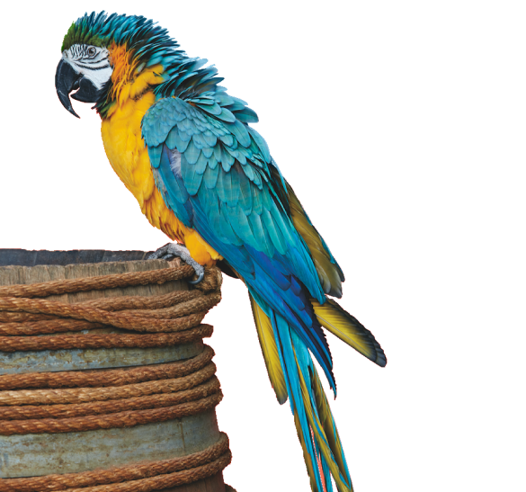 parrot perched on a wooden barrel