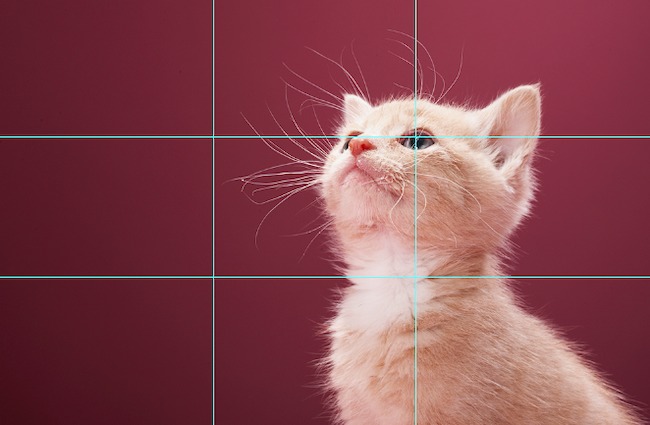 Video marketing guide example: Composition with kitten
